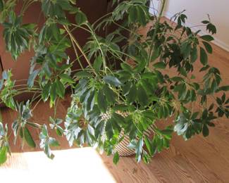 Schefflera plant