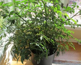 Schefflera plant