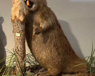 Bucky the stuffed beaver