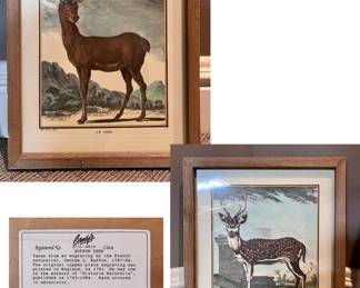 Buffon Deer by George Buffon 