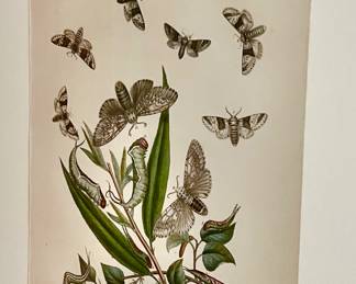 BOTANICAL MOTH PLATE FRAMED.