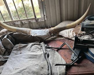 Longhorn horns. We have 2