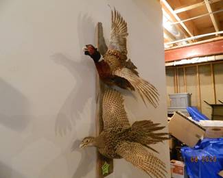 taxidermy pheasants