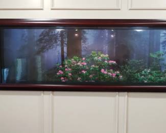 "Among the Redwoods".  Thomas Mangelsen. Limited Edition 197/1500 (22"x68")P
