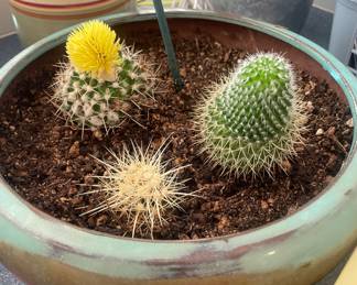 Potted Cacti