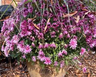 External Gardening Pot & Flower
