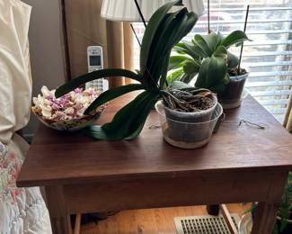 Houseplants Looking for a New Home!