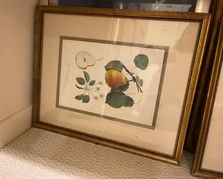Vintage Botanical print - pears