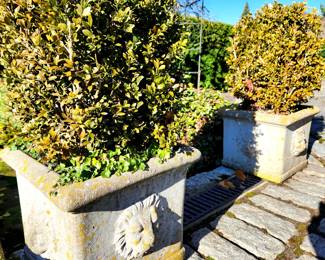 Pair Concrete Lion Planters with Boxwoods (R) $249 or bid #121