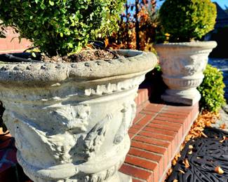 Pair Concrete Urns with Round Boxwoods (R) $295 or bid #119