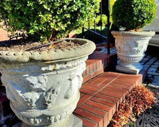 Pair Concrete Urn Planters with Round Boxwoods (L) $295 or bid #120