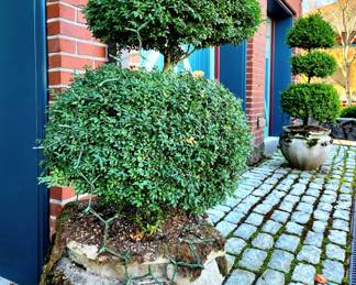 Pair Concrete Pots with Tall Topiary Boxwoods $450 or bid #124
