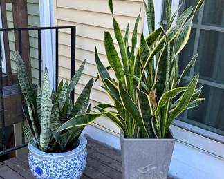 Sanseveria Live Plants plus Containers