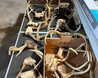 Lots of antlers