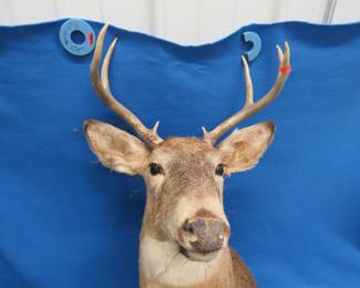 Lot 402. Seven Point Whitetail Mount