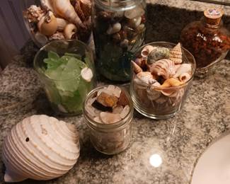 Seashell collection
