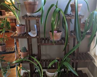 CACTUS + PLANT STAND SOLD