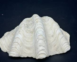 Large Clam Shell