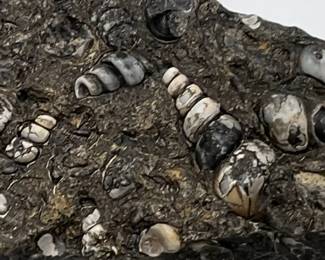 Large Fossil Gastropod Turritella Agate