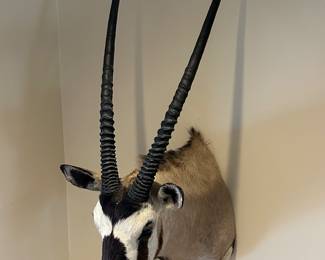 Gemsbok