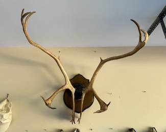Caribou mounted antlers