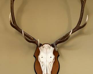 Elk European mount