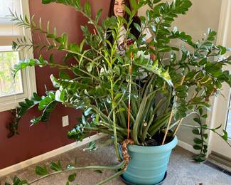 Incredible large mature ZZ plant! 