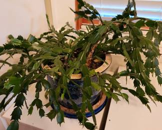 Christmas Cactus, Jade Plants and others. 