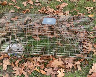 Critter trap - back yard