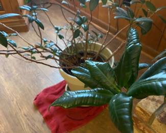 Floor next to mantle 