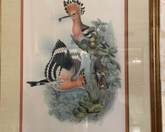 One of numerous beautifully framed Audubons