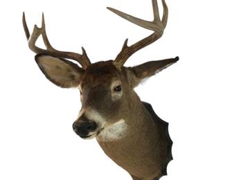 Taxidermy 9-Point Whitetail Deer Mount
