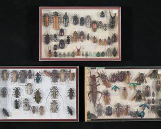 360	Lot of Longhorn & Other Beetle Specimens	3 display cases of beetle and other insect specimens. Longhorn beetles including Rosenbergia straussi, Rosenbergia weiskei, Psalidognathus friendi, Callipogon armillatus imperious sawyer; giant metallic ceiba borer jewel beetles, giant spiny stick insect, Lamprocyphus Germari. Some with loose, missing or detached legs, antennae, and other parts.
