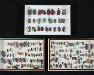 359	Lot of Beetle & Other Insect Specimens	3 display cases of beetle and other insect specimens. Beetle specimens including Agestrat orichalca, Dicronorhina cavifrons, Fornasinius russus, Homoderus mellyi stag beetles. Agestrat orichalca 1 1/4"L. Some with loose, missing or detached legs, antennae and other parts.

