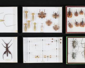 362	Collection of Insect Specimens	"6 display cases of insect specimen mounts. Stick insects including Eurycantha horrida thorny devil walking stick male and female pair, Carausius morosus Indian stick insect, Heteropteryx dilatata jungle nymph; collection of Odomata dragonflies and damselflies; collection of Mormolyce violin beetles; collection of mantises included dead leaf mantis. Jungle nymph 5 1/2""L.
"

