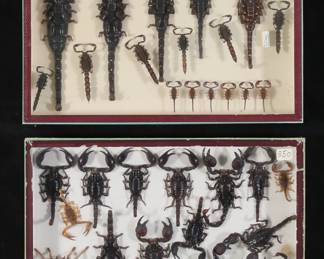 363	Collection of Scorpion Specimens	2 display cases of scorpion specimens. Largest 8"L. Some with loose or detached legs and other parts.
