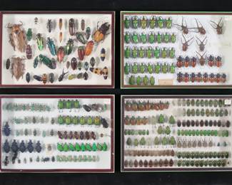 354	Lot of Beetle & Other Insect Specimens	4 display cases of beetle and other insect specimens, mostly South America, southeast Asia and Africa. Including Eudicella gralli flamboyant flower beetles, rainbow flower beetles, Eudicella smithii, Chiasognathus grantii stag beetles, giant water bugs, jewel beetles, Chrysochroa, Carabus scabrosus violet beetles, Entimus imperialis diamond beetles. Larger water bug 4 1/4"L. Some with missing or loose legs, antennae or other parts.
