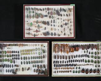 356	Lot of Beetle & Insect Specimens	"3 display cases of beetle and other insect specimens, mostly Europe. Including giant water bugs, eupatorus gracilicornis rhinoceros beetles, Dilochrosis balteata, Eudicella smithii flower beetles, broad-bordered bee hawk-moth, Calloodes grayianus golden bordered beetle. Largest rhinocerous beetle 2 1/8""L. One case missing glass. Some specimens with loose, missing or detached legs, antennae or other parts.

"
