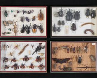 358	Lot of Insect & Other Specimens Beetles, Scorpion	4 display cases of insect and other specimens, including rhinoceros beetles, Goliath beetle, Spirobolus spirostreptinus, cicada, giant prickly stick insect, various beetles, emperor scorpion, Chondracris rosea grasshopper. Scorpion 4"L. Some with loose, missing or detached legs, antennae and other parts.
