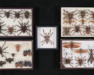 353	Group of Taxidermy Insect & Arachnid Specimens	5 display cases of taxidermy specimens, including rhinoceros beetles, Pepsis heros tarantula hawks, jewel beetles, tarantulas, cicada, Eurycantha calcarata, scorpions, Tropidacris dux giant grasshoppers. Single tarantula in case, 5 1/4"L x 4 1/4"W. Some with legs, antennae and other parts detached and loose in cases.
