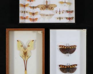 366	Collection of Moth & Other Insect Specimens	3 display cases of insect specimens, including Argema mittrei comet moth, Fulgora laternaria and other lantern flies, Sanaa imperialis katydids. Katydid 4 5/8"W. Comet moth as is with loose wings.
