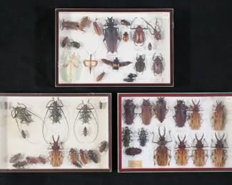 364	Collection of Beetle & Other Insect Specimens	2 display cases of beetle and other insect specimens, including Macrodontia longhorn beetle, Batocera wallacei longhorn beetles, Ctenoscelis coeus. Largest Macrodontia 5"L. Some with loose or detached legs, antennae and other parts.

