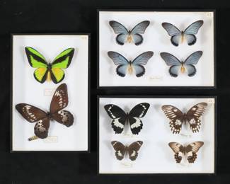 365	Collection of Butterfly Specimens	"3 display cases of butterfly specimens. Swallowtail butterflies including Papilio bridgei, Papilio aegeus, Papilio zalmoxis; Ornithoptera goliath birdwing butterflies. Brown goliath 7""W. One with detached abdomen.
"
