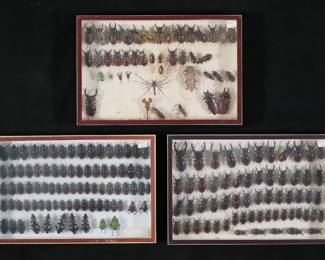 361	Collection of Stag Beetle & Other Specimens	3 display cases of insect specimens. Collection of Lucanus cervanus stag beetles, with Anthia sexguttata six-spot ground beetle, scorpion and other specimens. Largest stag beetles 2 3/4"L. Some with loose, missing or detached legs, antennae and other parts.
