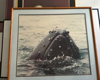 COLLECTION OF WHALE PHOTOGRAPHS 