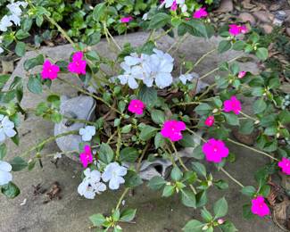 Pretty flowers in a frog pot - you know what I ask flowers at the store before I buy them?? Want to come home with me and die - no green thumb here 
