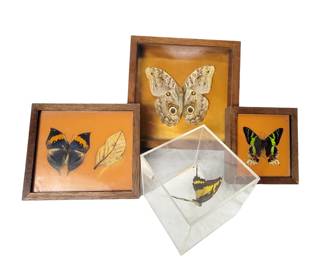 Butterfly Specimens Etc