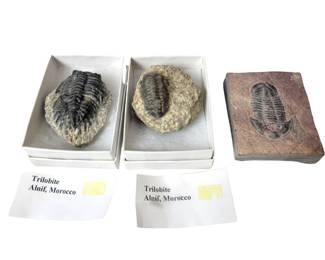 Trilobite Fossils