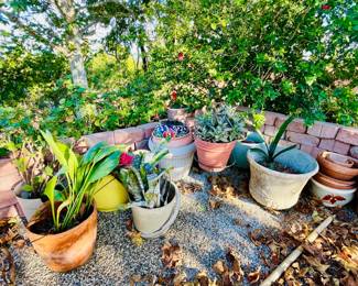 Plants and Garden Pots
