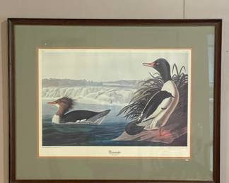 Audubon Goosander Duck Print